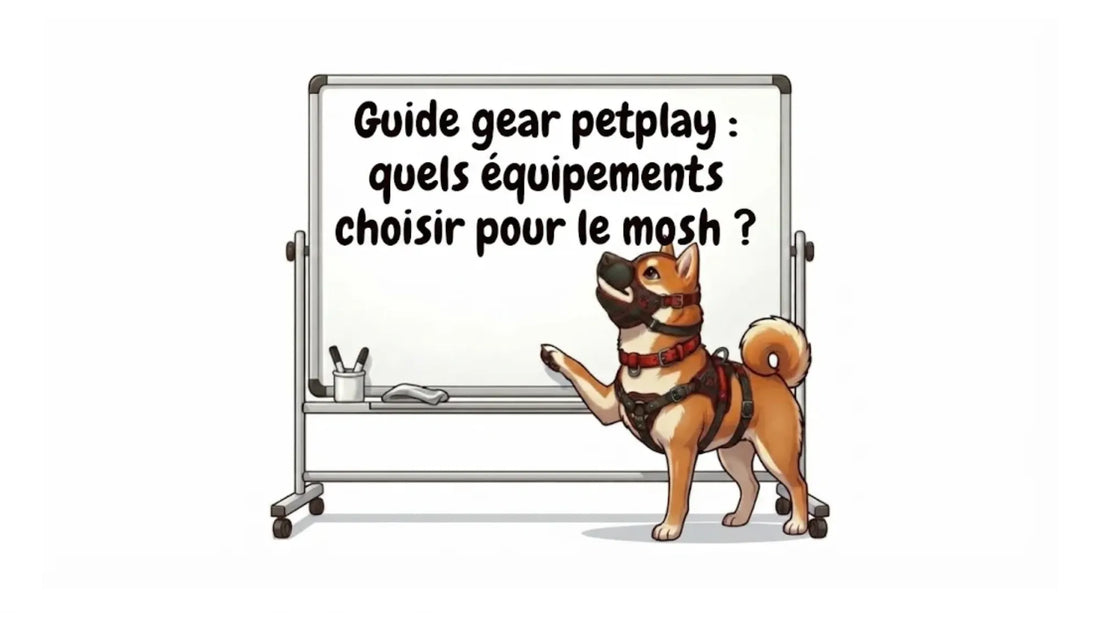 Guide gear petplay : quels équipements choisir pour le mosh ?