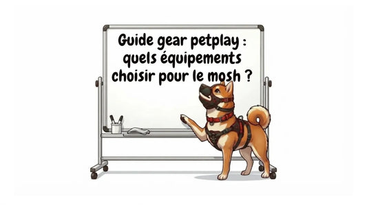 Guide gear petplay : quels équipements choisir pour le mosh ?