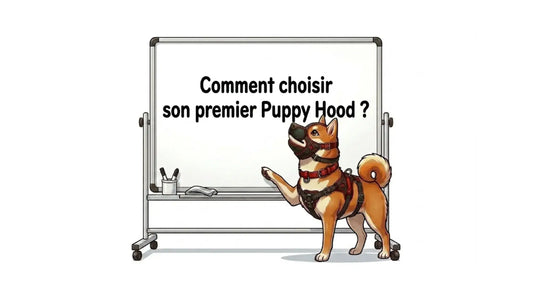 image d'illustration principale de l'article de blog "comment choisir son premier puppy hood"