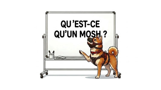 illustration principale de l'article de blog qu'est ce qu'un mosh, on y voit le logo de la boutique, le chien en tenue de petplay 