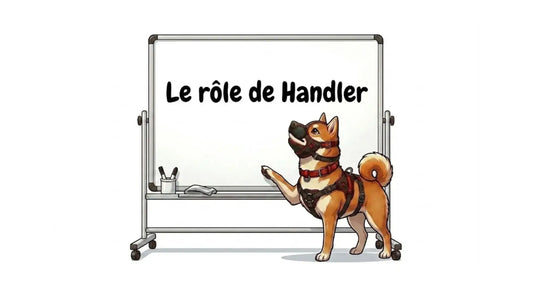 l'image d'illustration principale de l'article de blog "le rôle de handler", pour une dynamique saine de petplay