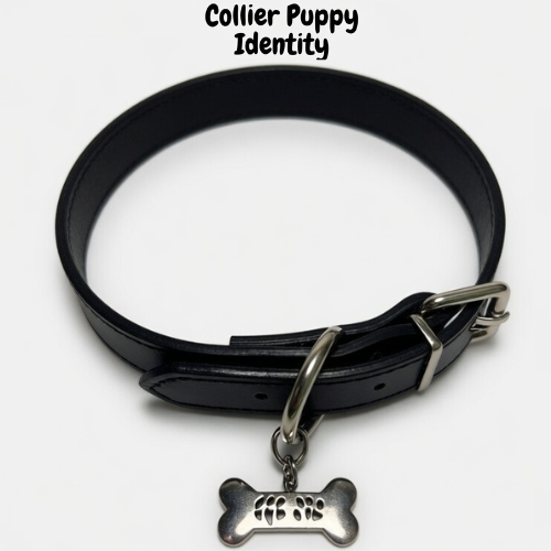 Collier "Puppy Identity" - Collier Petplay