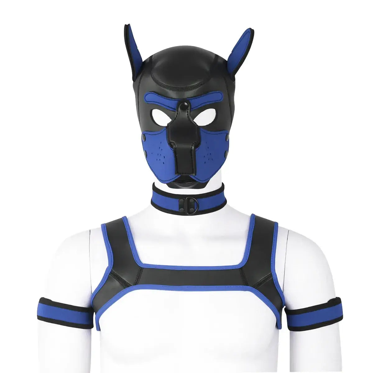image montrant un puppy hood, un collier, des brassard et un harnais en bleue